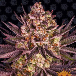 Biscotti Mintz | Barney´s Farm | Producción en tiempo récord