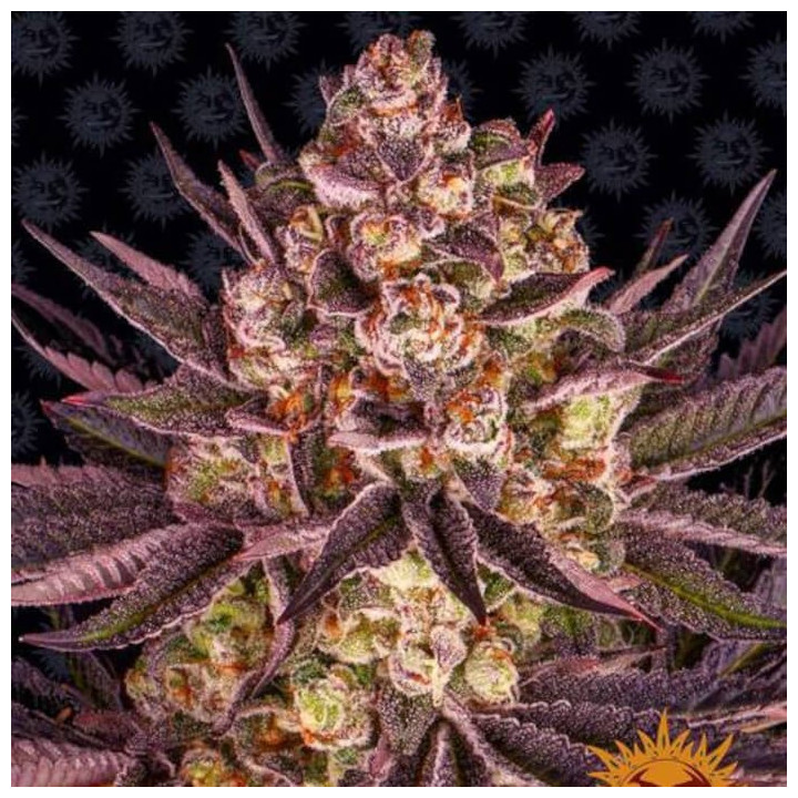 Biscotti Mintz | Barney´s Farm | Producción en tiempo récord
