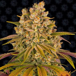 Lemon Tree | Barneys Farm | Genética y producción