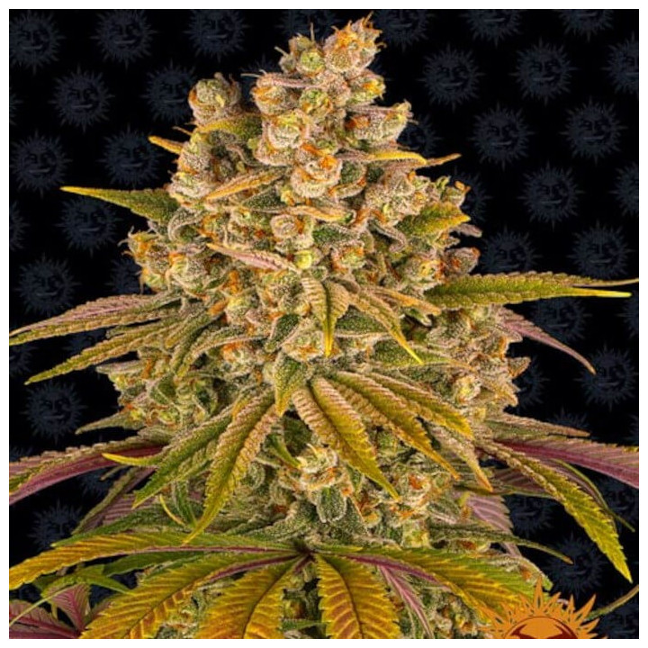 Lemon Tree | Barneys Farm | Genética y producción