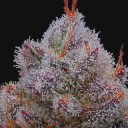 El Xupet Negre | R-Kiem Seeds | Para xuparse los dedos