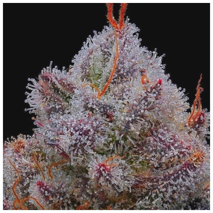 El Xupet Negre | R-Kiem Seeds | Para xuparse los dedos