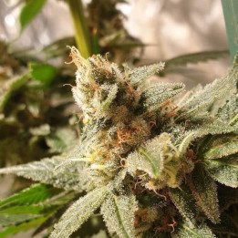 Gala CBD | R-Kiem Seeds | Variedad medicinal con extra de resina