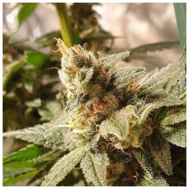 Gala CBD | R-Kiem Seeds | Variedad medicinal con extra de resina
