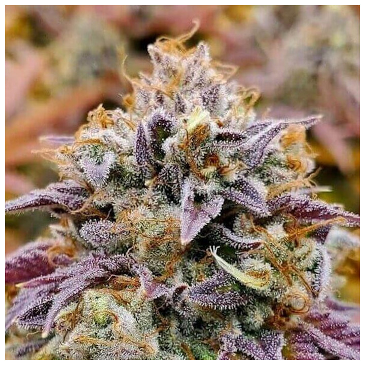 Cumbia (R-Kiem Seeds)