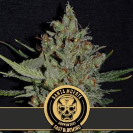 Santa Muerte FBV Fast Version (Blimburn Seeds)