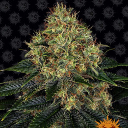 Skywalker OG Auto | Barneys Farm | Semillas BARATAS