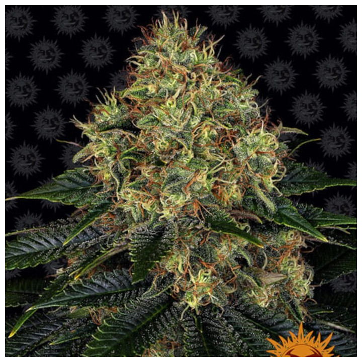 Skywalker OG Auto | Barneys Farm | Semillas BARATAS