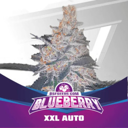 Blueberry XXL Auto (BSF Seeds)