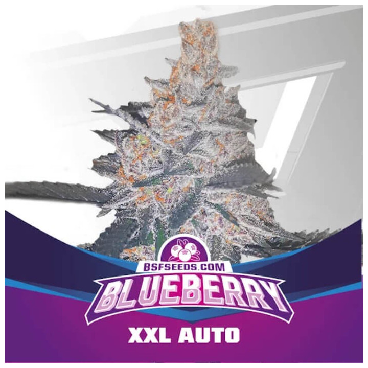 Blueberry XXL Auto (BSF Seeds)