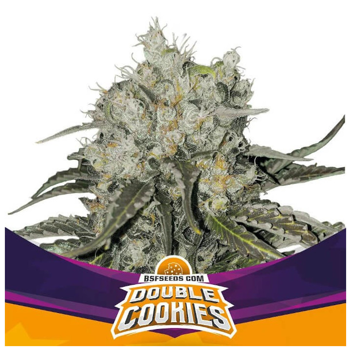 Double Cookies (BSF Seeds)