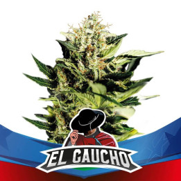 El Gaucho Faster Flowering (BSF Seeds)