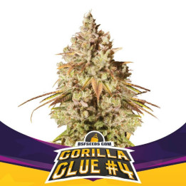 Gorilla glue #4 (BSF Seeds)
