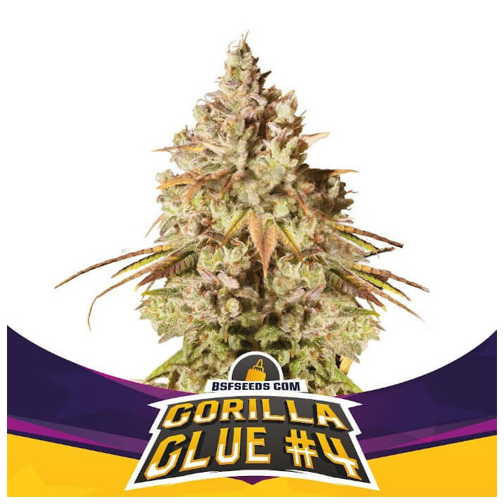 Gorilla glue #4 (BSF Seeds)