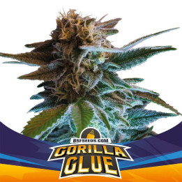 Gorilla Glue Auto (BSF Seeds)