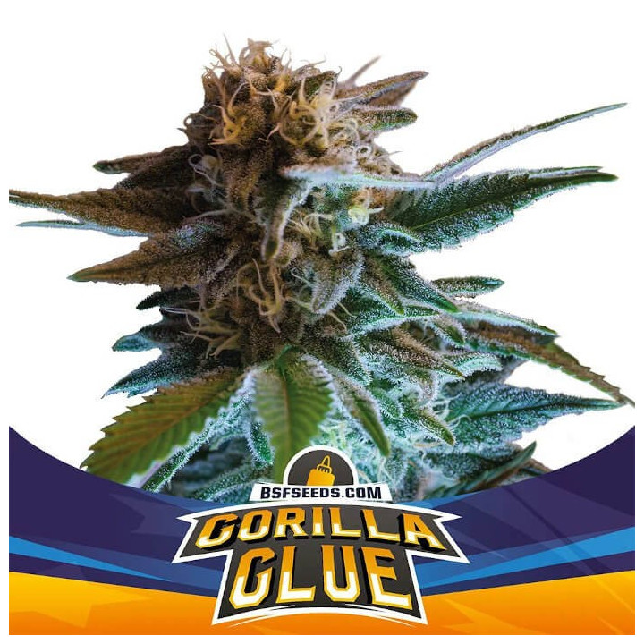 Gorilla Glue Auto (BSF Seeds)