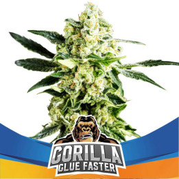 Gorilla Glue Faster | BSF Seeds | Semillas de RÁPIDA FLORACIÓN