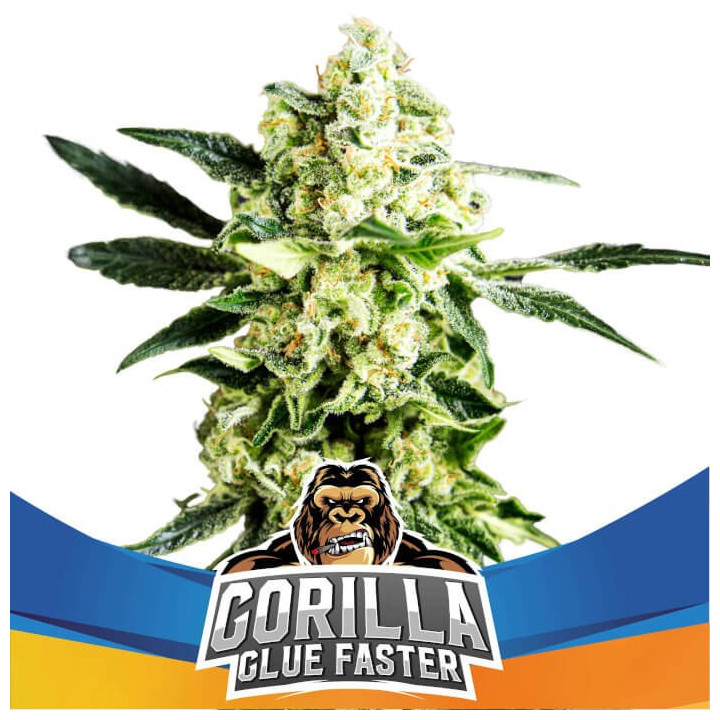 Gorilla Glue Faster | BSF Seeds | Semillas de RÁPIDA FLORACIÓN