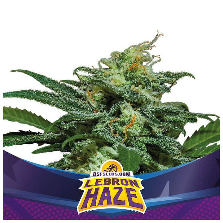 Lebron Haze XXL Auto (BSF Seeds)