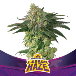 Lebron Haze (BSF Seeds)