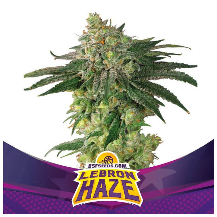 Lebron Haze (BSF Seeds)
