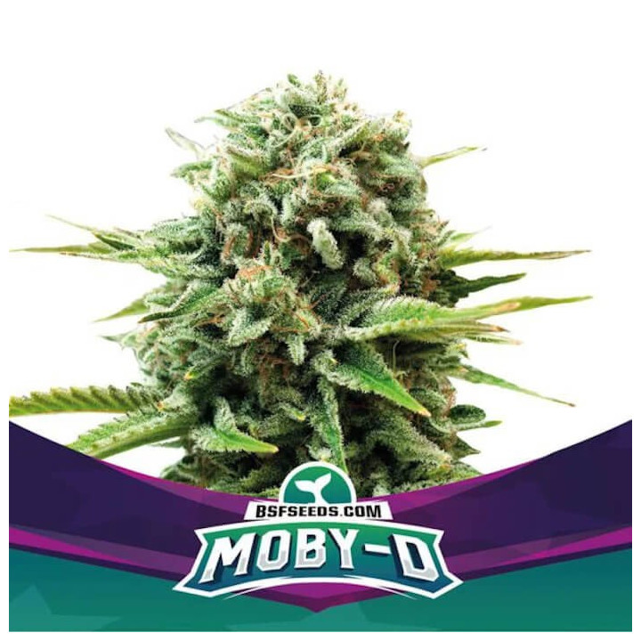 Moby-D