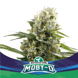 Moby-D XXL Auto (BSF Seeds)