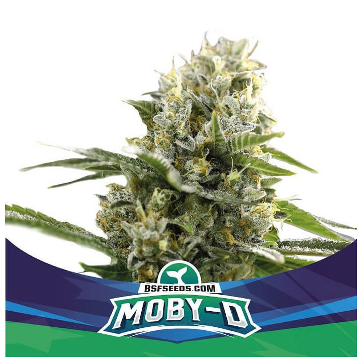 Moby-D XXL Auto (BSF Seeds)