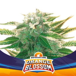 Orange Blossom XXL Auto (BSF Seeds)