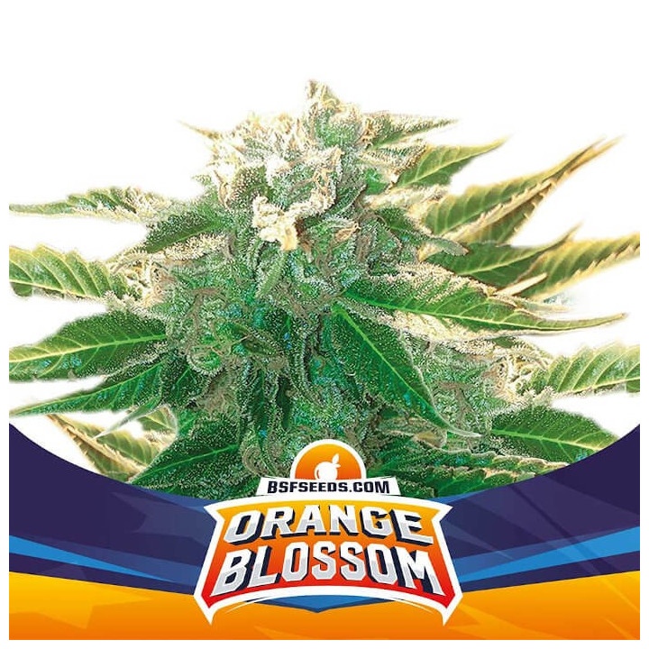 Orange Blossom XXL Auto (BSF Seeds)