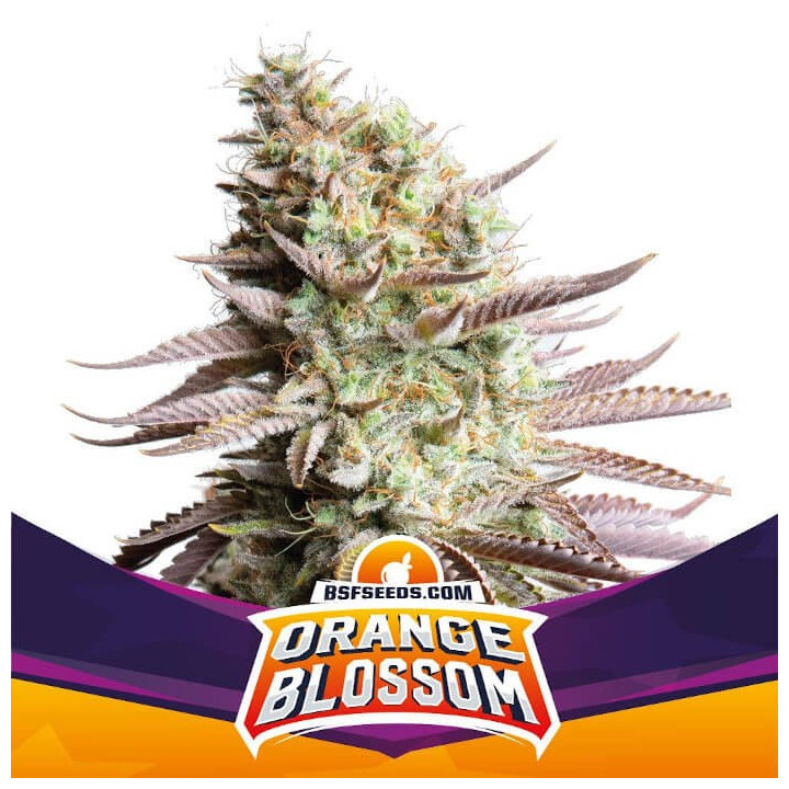 Orange Blossom