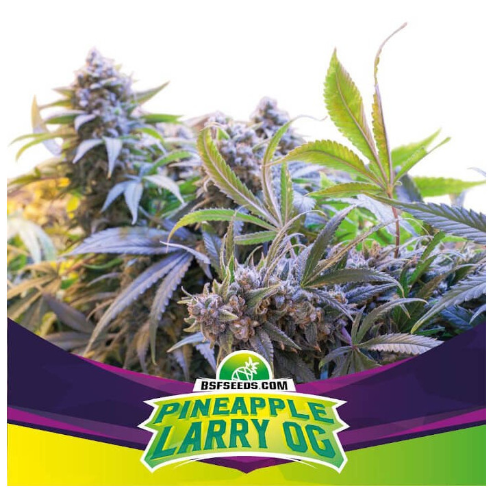 Pineapple Larry OG