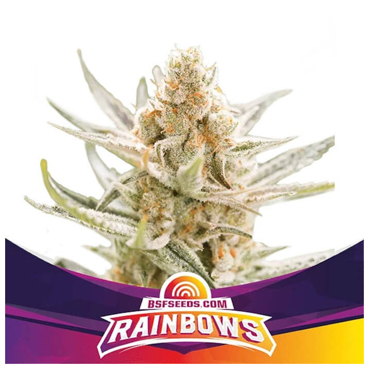 Rainbows