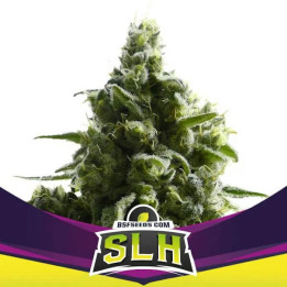 Super Lemon Haze