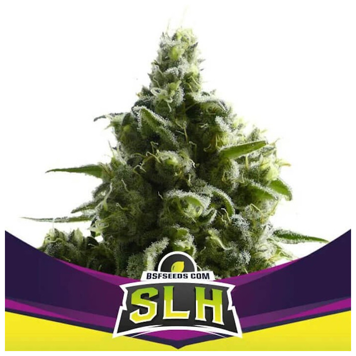 Super Lemon Haze