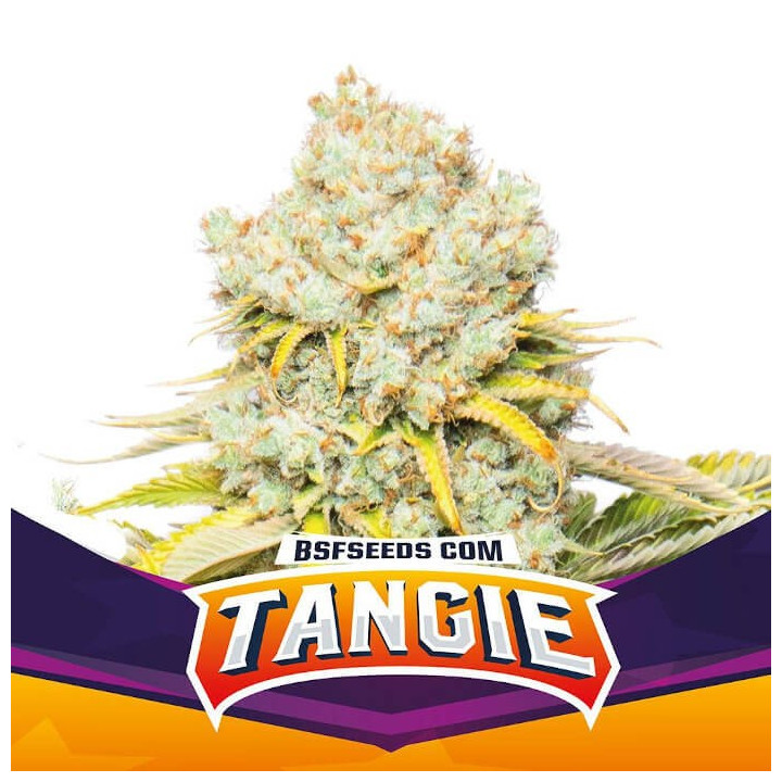 Tangie