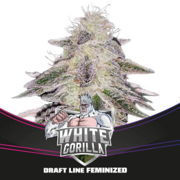 White Gorilla | BSF Seeds | Comprar semillas Feminizadas
