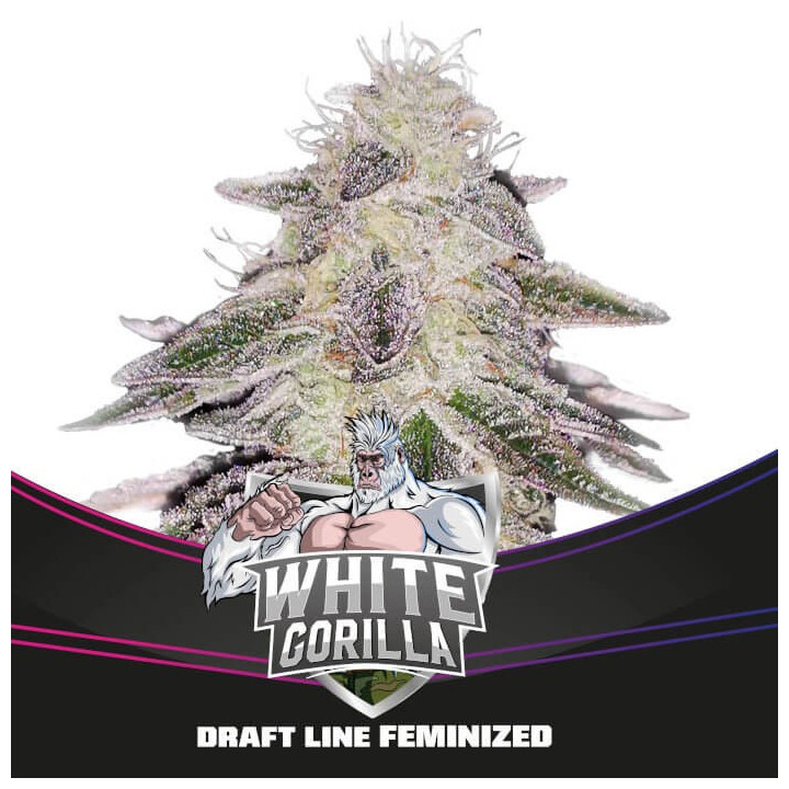White Gorilla | BSF Seeds | Comprar semillas Feminizadas