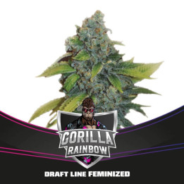 Gorilla Rainbows | BSF Seeds | Comprar semillas feminizadas de calidad