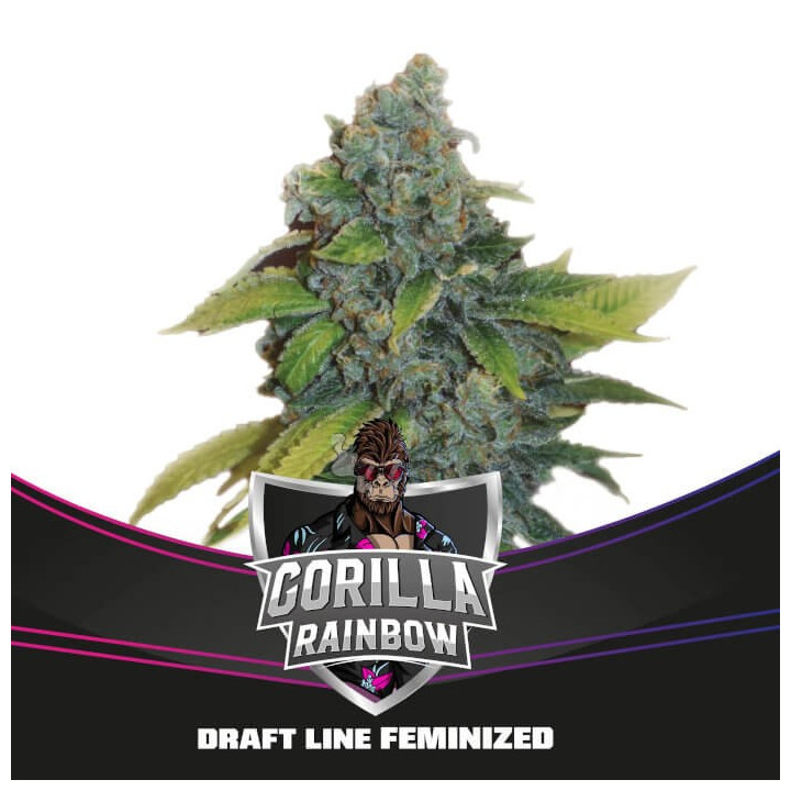 Gorilla Rainbows | BSF Seeds | Comprar semillas feminizadas de calidad