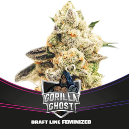 Gorilla Ghost (BSF Seeds)