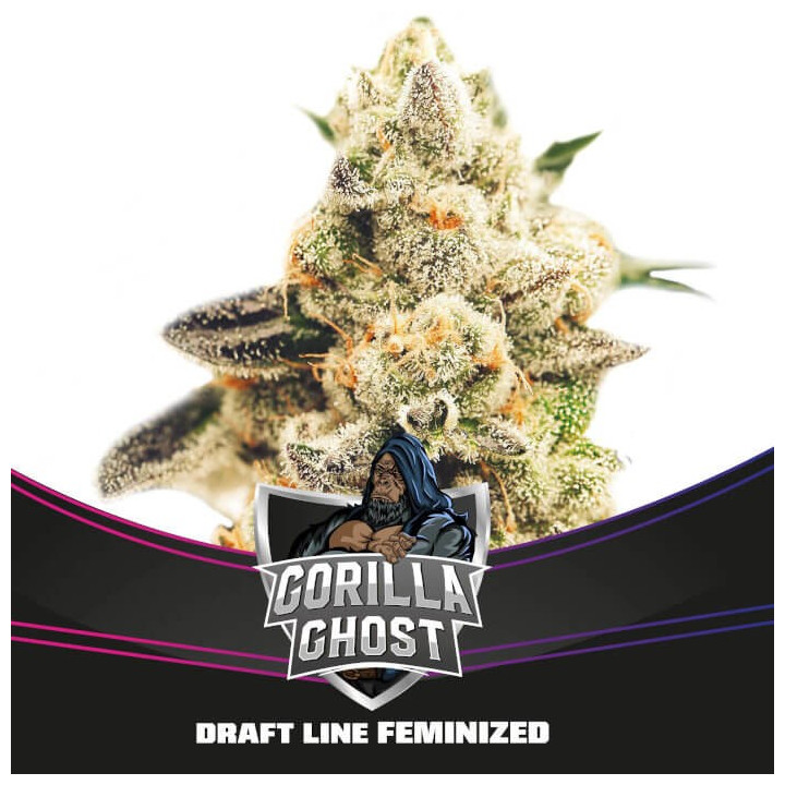 Gorilla Ghost (BSF Seeds)