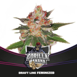 Gorilla Banana (BSF Seeds)