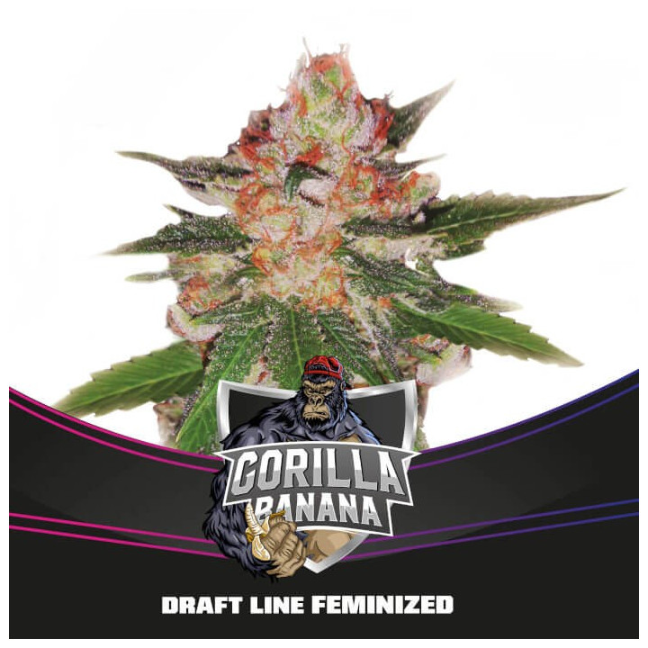Gorilla Banana (BSF Seeds)