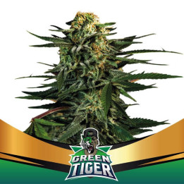 Green Tiger Faster Flowering (BSF Seeds)