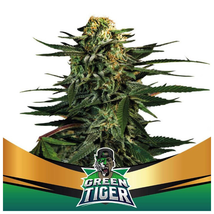Green Tiger Faster Flowering (BSF Seeds)