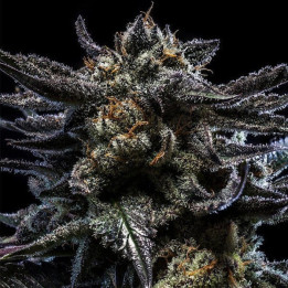 Zombie Kush | Ripper Seeds | Semillas Feminizadas