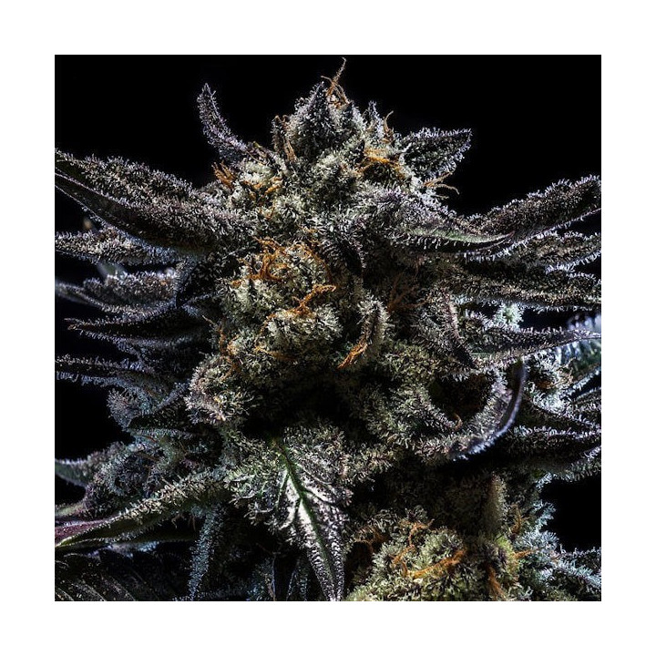 Zombie Kush | Ripper Seeds | Semillas Feminizadas