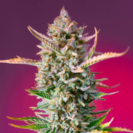 Gorilla Sherbet F1 Fast Version | Sweet Seeds | Envío 24h