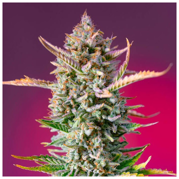 Gorilla Sherbet F1 Fast Version | Sweet Seeds | Envío 24h
